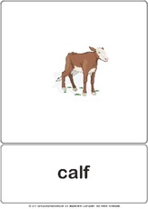 Bildkarte - calf.pdf